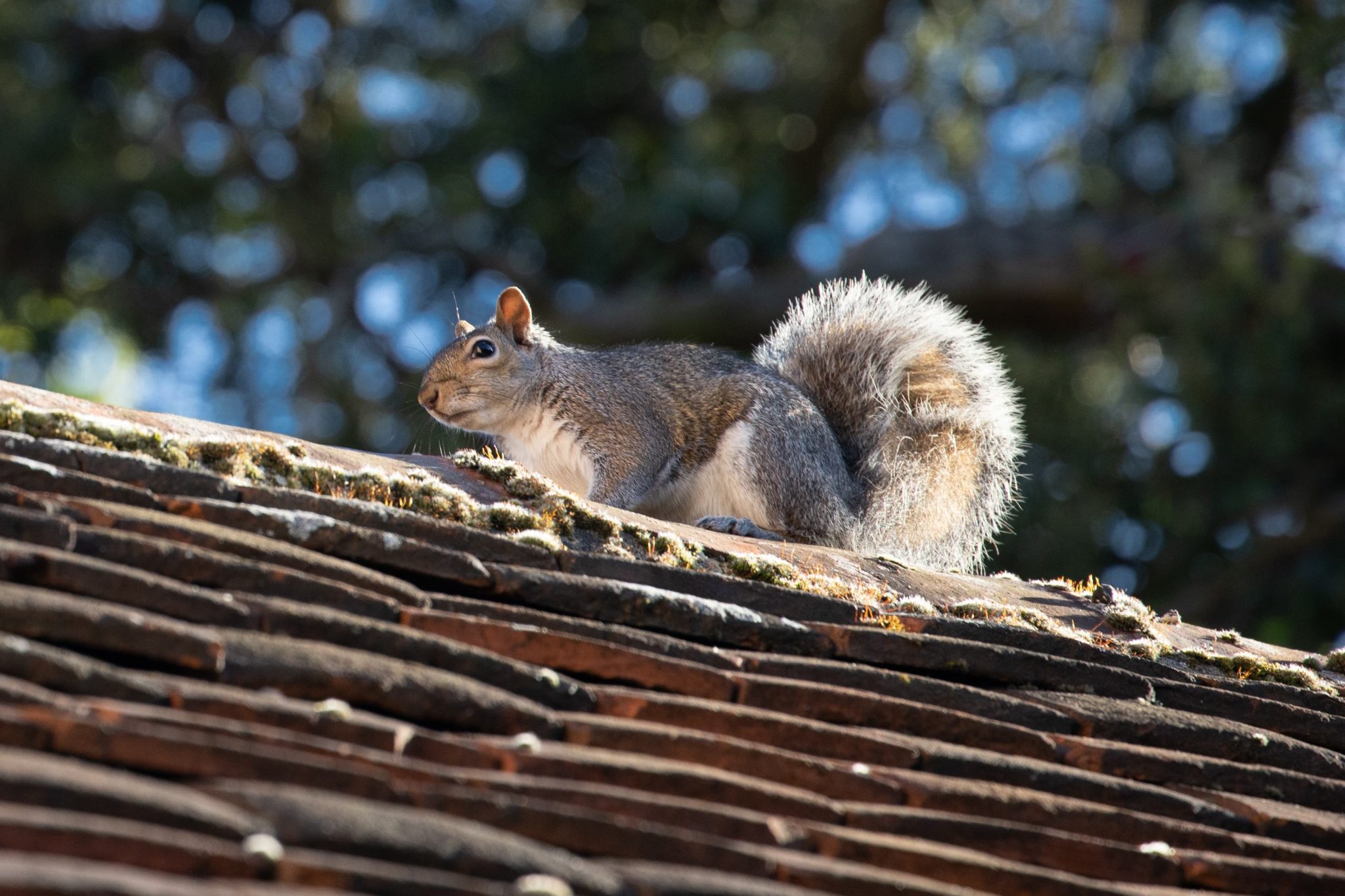 Can Squirrels Enter Your Attic Using Electrical Poles